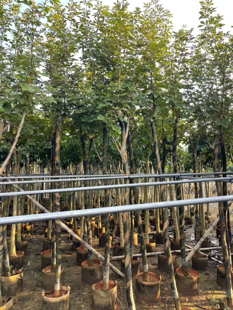 黄花风铃木3-12公分出售自家货源基地直销可视频