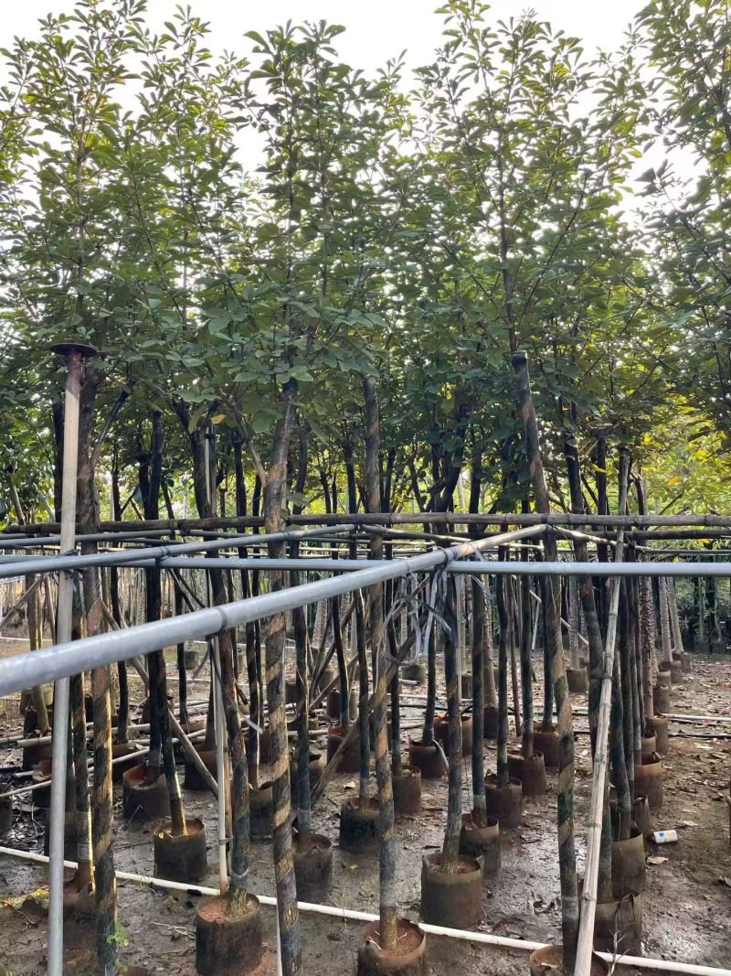 黄花风铃木3-12公分出售自家货源基地直销可视频