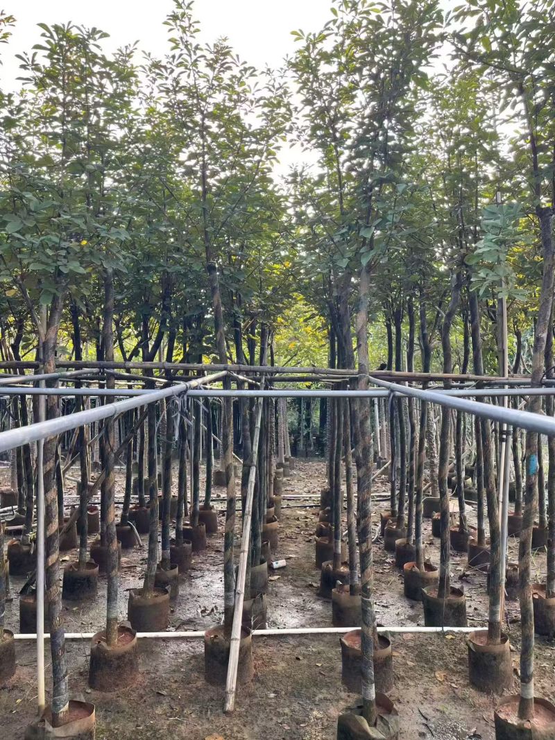 黄花风铃木3-12公分出售自家货源基地直销可视频
