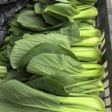 【上海青】精品小菜大家上市货源充足保质保量欢迎来电