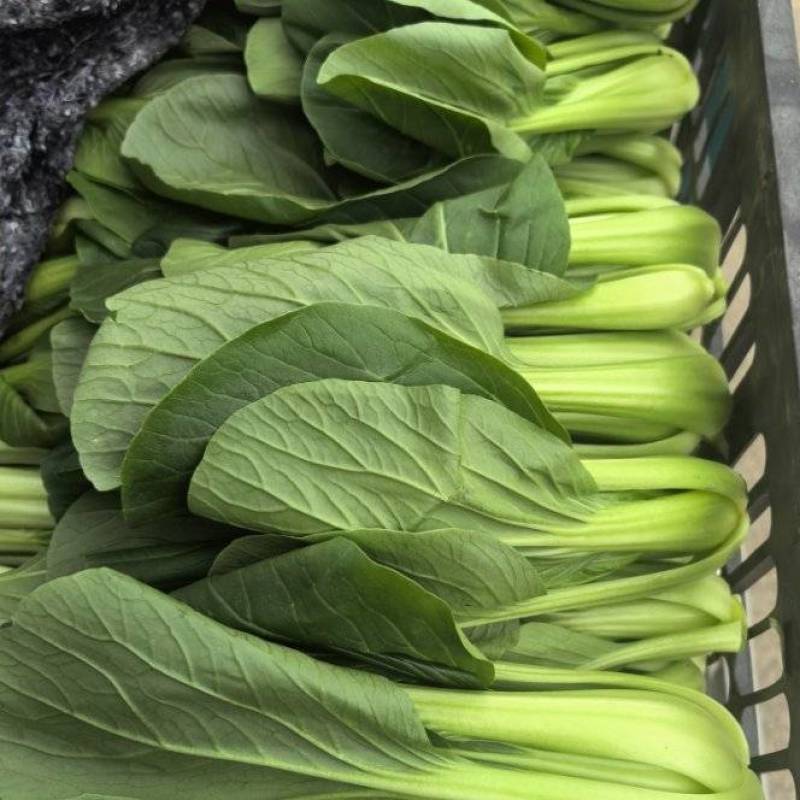 【上海青】精品小菜大家上市货源充足保质保量欢迎来电