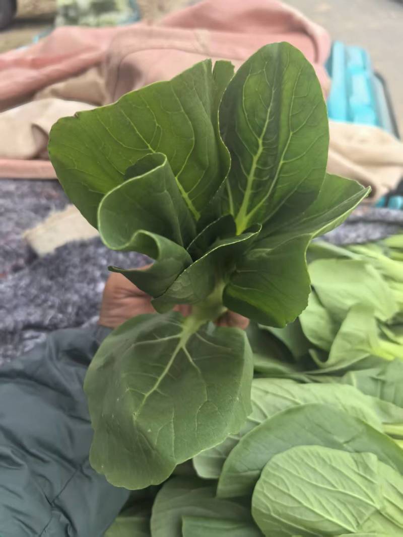 【上海青】精品小菜大家上市货源充足保质保量欢迎来电
