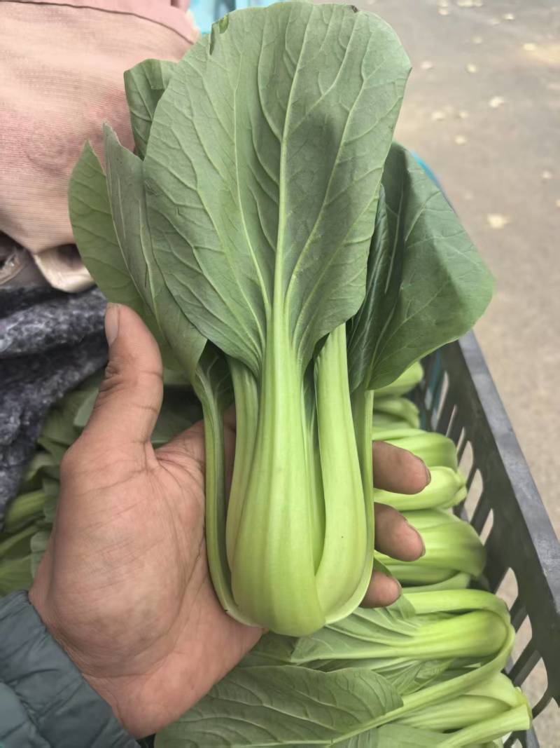 【上海青】精品小菜大家上市货源充足保质保量欢迎来电