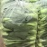 【上海青】精品小菜大家上市货源充足保质保量欢迎来电