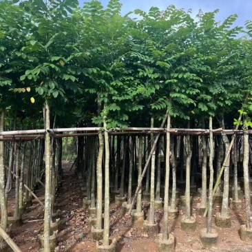 火焰木3-12公分出售基地直销规格齐全