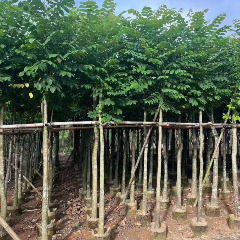 火焰木3-12公分出售基地直销规格齐全