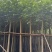 火焰木3-12公分出售基地直销规格齐全