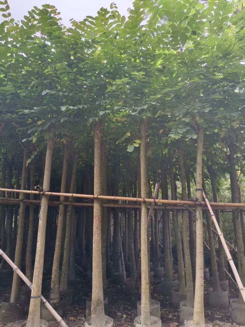 火焰木3-12公分出售基地直销规格齐全