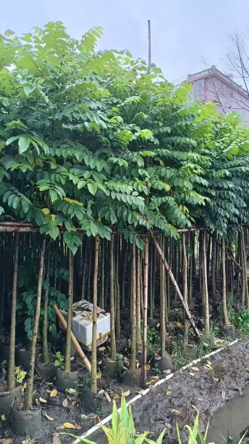 火焰木3-12公分出售基地直销规格齐全