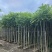 火焰木3-12公分出售基地直销规格齐全
