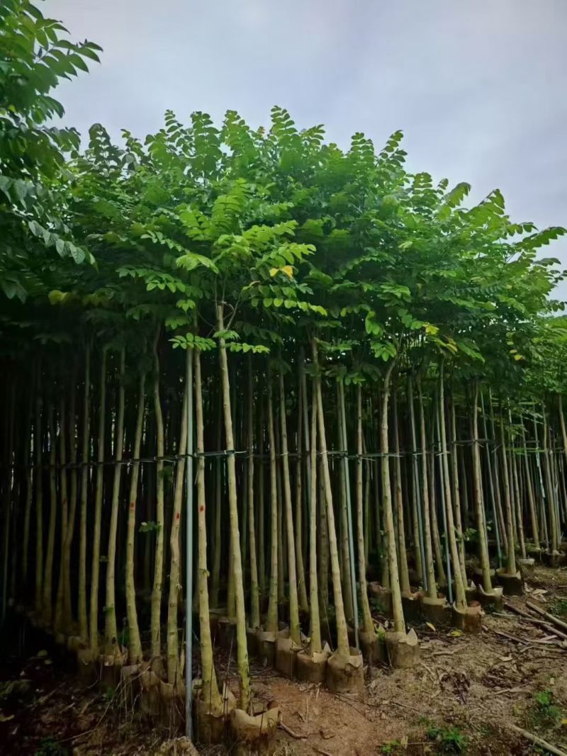 火焰木3-12公分出售基地直销规格齐全