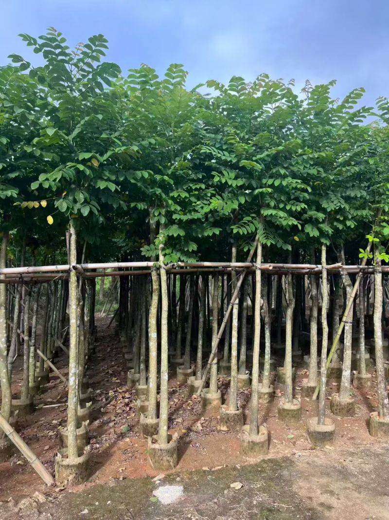 火焰木3-12公分出售基地直销规格齐全