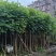 火焰木3-12公分出售基地直销规格齐全