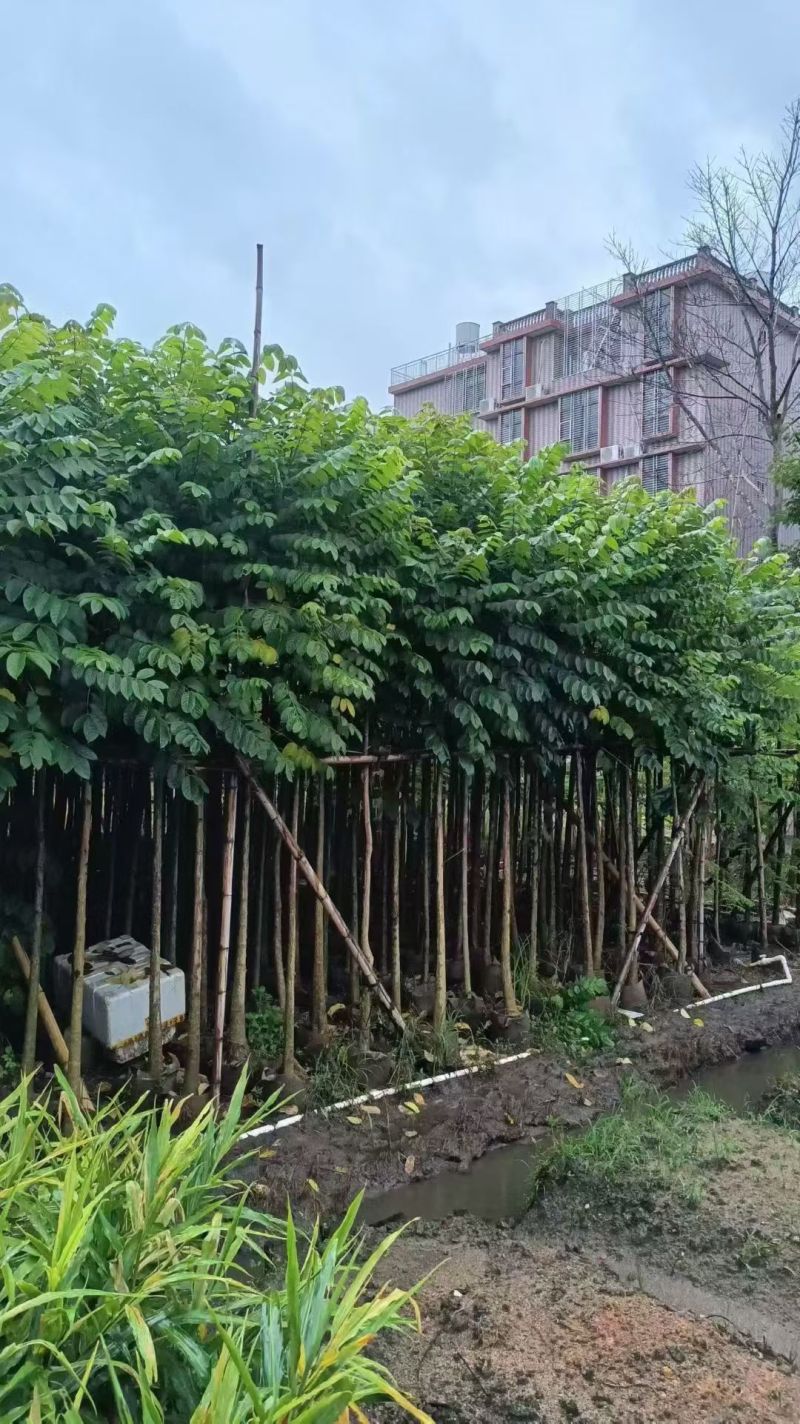 火焰木3-12公分出售基地直销规格齐全