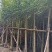 火焰木3-12公分出售基地直销规格齐全