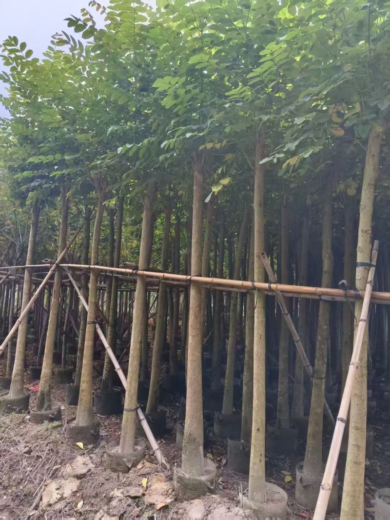 火焰木3-12公分出售基地直销规格齐全