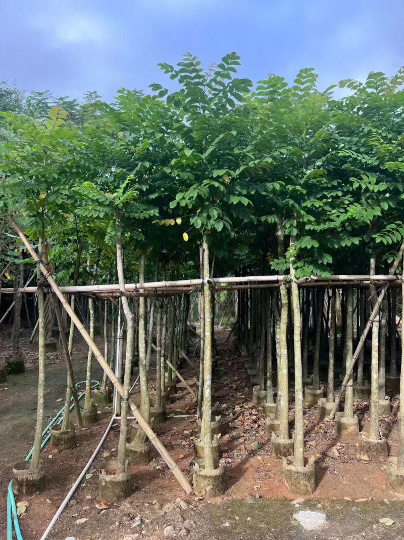 火焰木3-12公分出售基地直销规格齐全