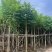 火焰木3-12公分出售基地直销规格齐全
