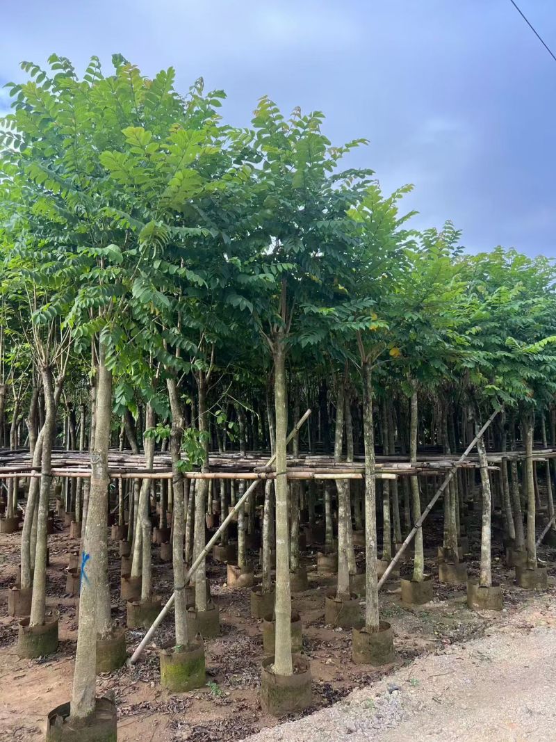 火焰木3-12公分出售基地直销规格齐全