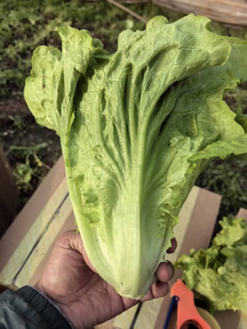 【实力】散叶生菜/江苏新鲜生菜大量接单服务周到欢迎来电