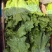 【实力】散叶生菜/江苏新鲜生菜大量接单服务周到欢迎来电