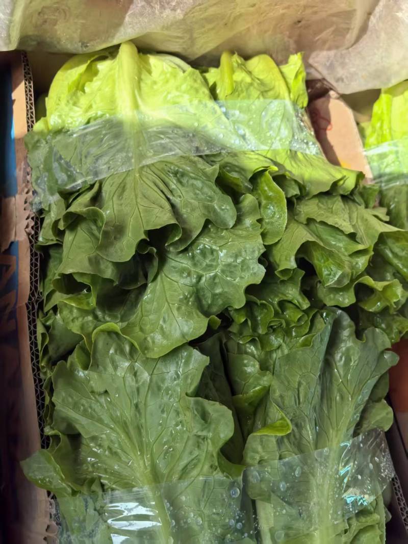 【实力】散叶生菜/江苏新鲜生菜大量接单服务周到欢迎来电
