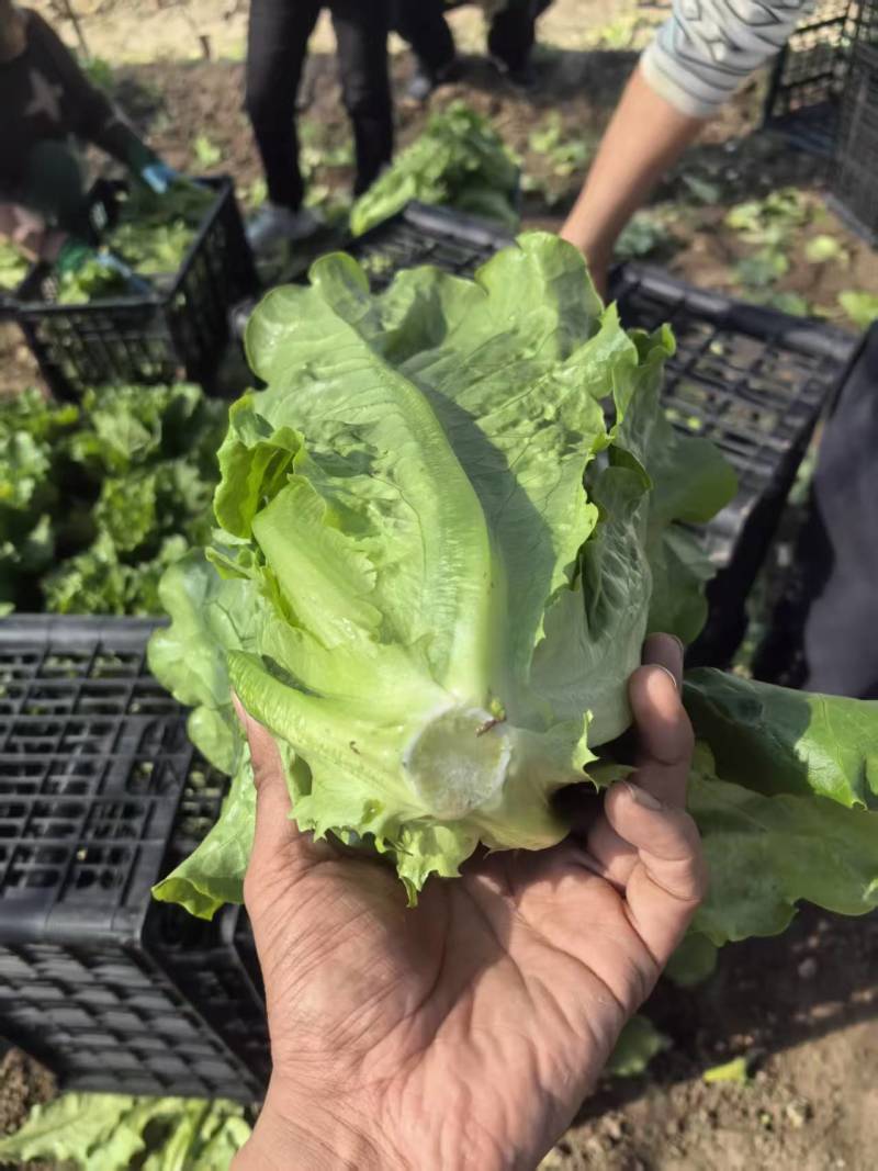 【实力】散叶生菜/江苏新鲜生菜大量接单服务周到欢迎来电