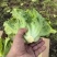 【实力】散叶生菜/江苏新鲜生菜大量接单服务周到欢迎来电