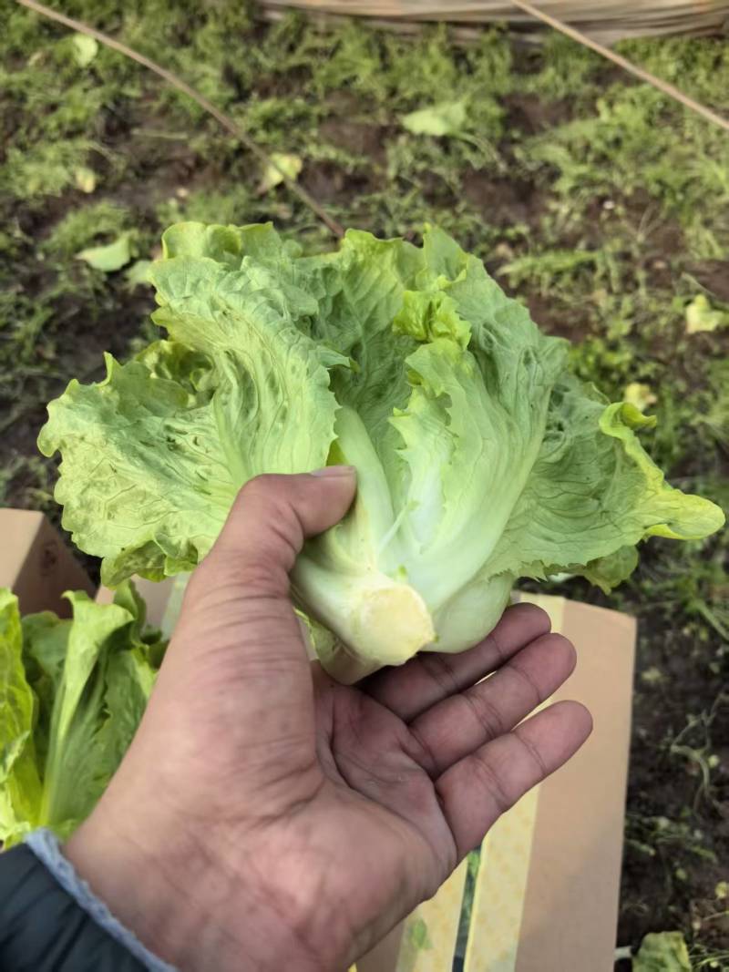 【实力】散叶生菜/江苏新鲜生菜大量接单服务周到欢迎来电
