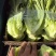 【实力】散叶生菜/江苏新鲜生菜大量接单服务周到欢迎来电