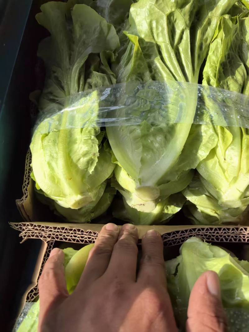 【实力】散叶生菜/江苏新鲜生菜大量接单服务周到欢迎来电