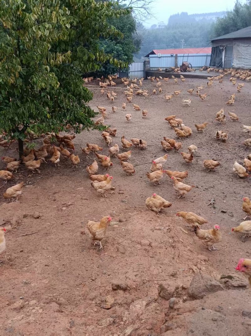 林下散养土鸡