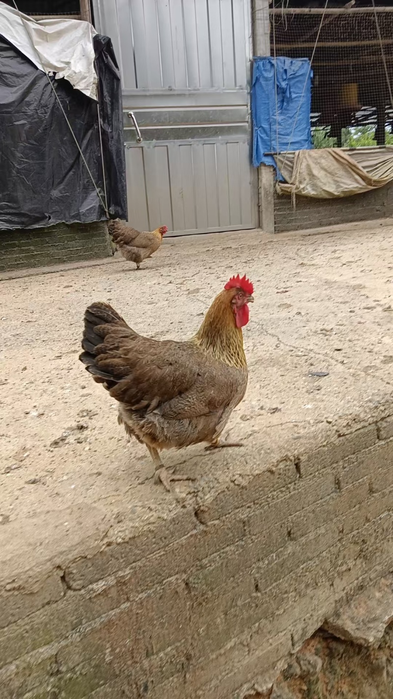 林下散养土鸡