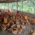 林下散养土鸡