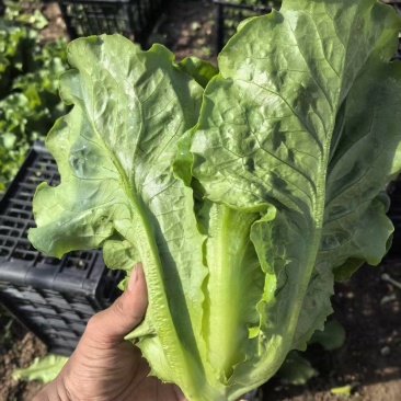 【推荐】意大利生菜供应各大市场商超电商批发欢迎来电