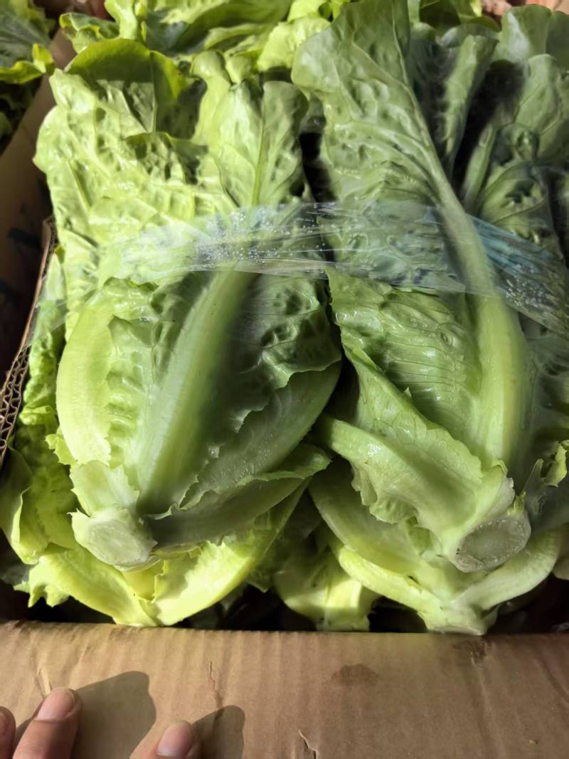 【推荐】意大利生菜供应各大市场商超电商批发欢迎来电