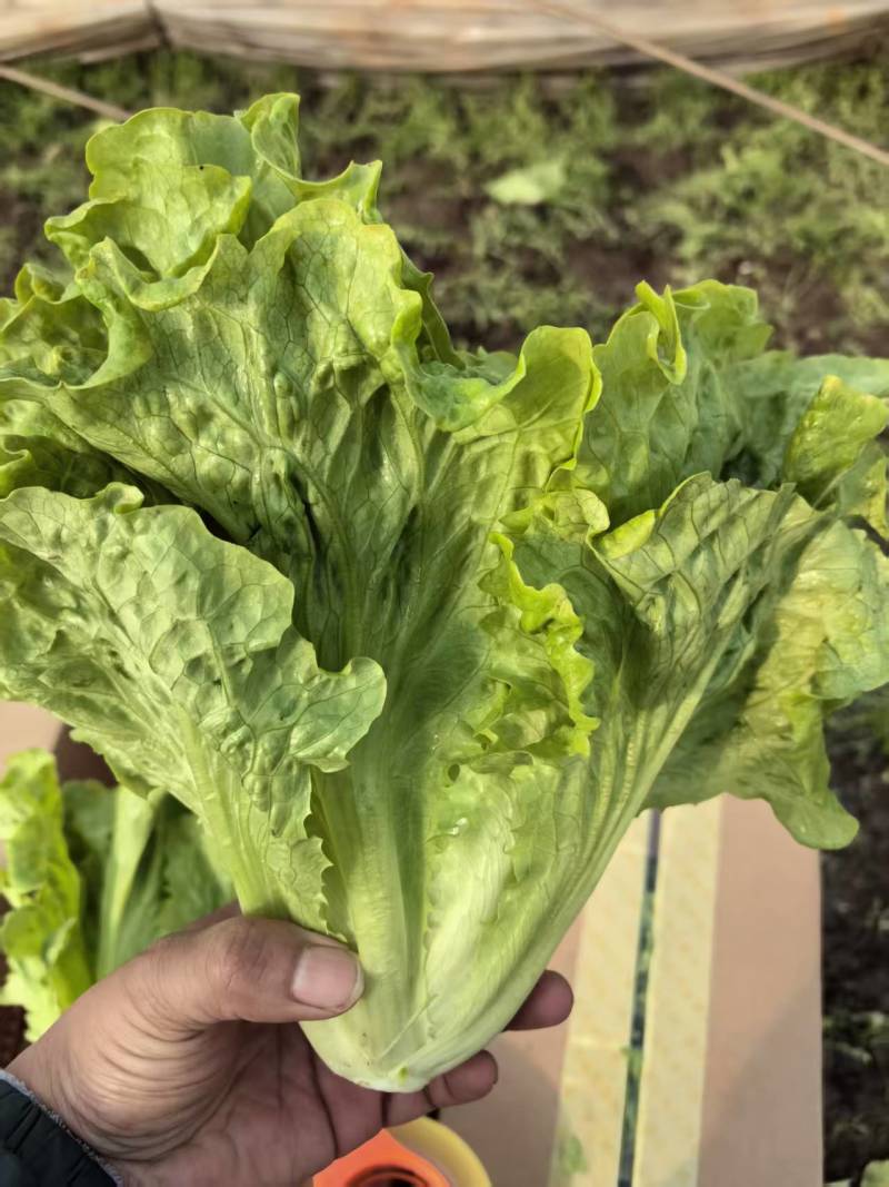 【推荐】意大利生菜供应各大市场商超电商批发欢迎来电