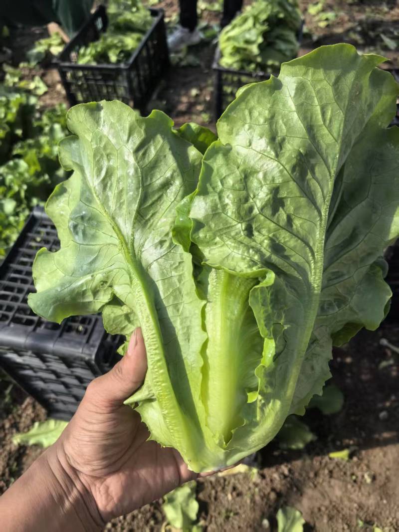 【推荐】意大利生菜供应各大市场商超电商批发欢迎来电