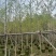 5-10公分银杏出售基地直销自家货源可视频看货
