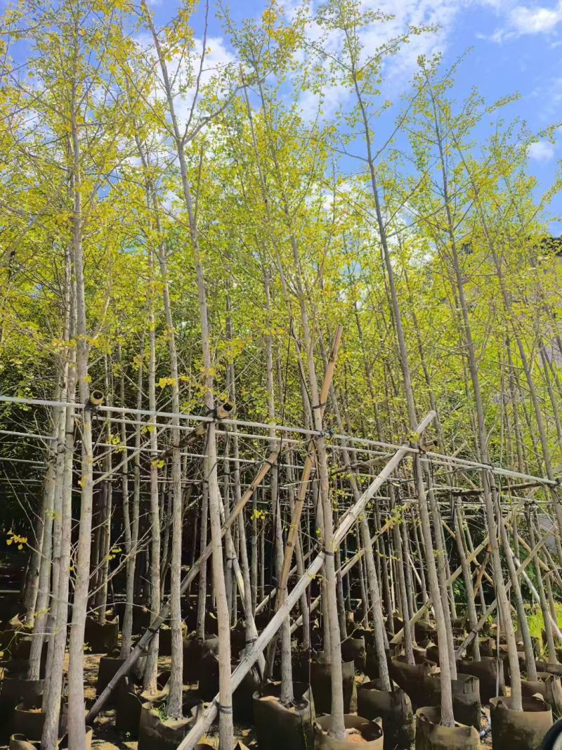 5-10公分银杏出售基地直销自家货源可视频看货