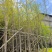 5-10公分银杏出售基地直销自家货源可视频看货