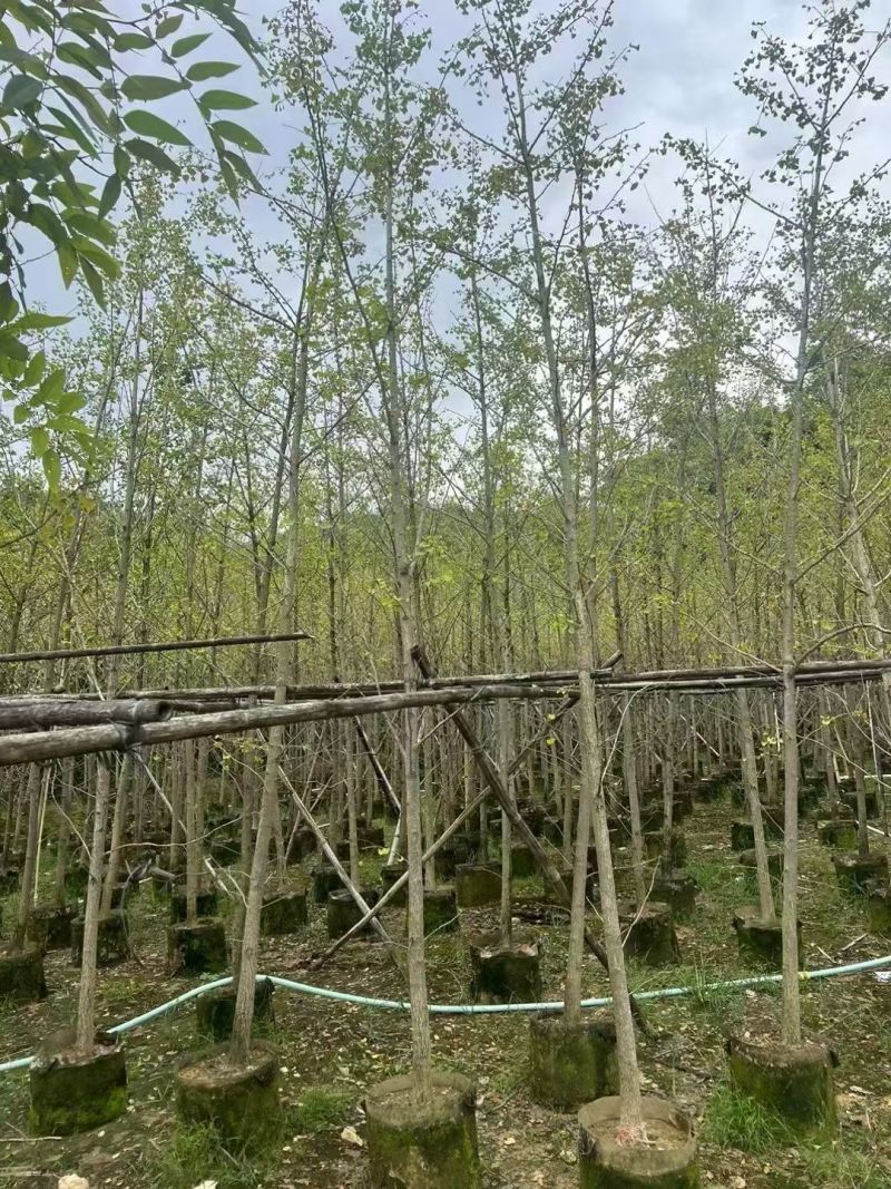 5-10公分银杏出售基地直销自家货源可视频看货