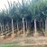 小叶紫薇3-8公分出售基地直销规格齐全