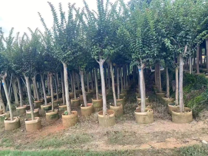 小叶紫薇3-8公分出售基地直销规格齐全