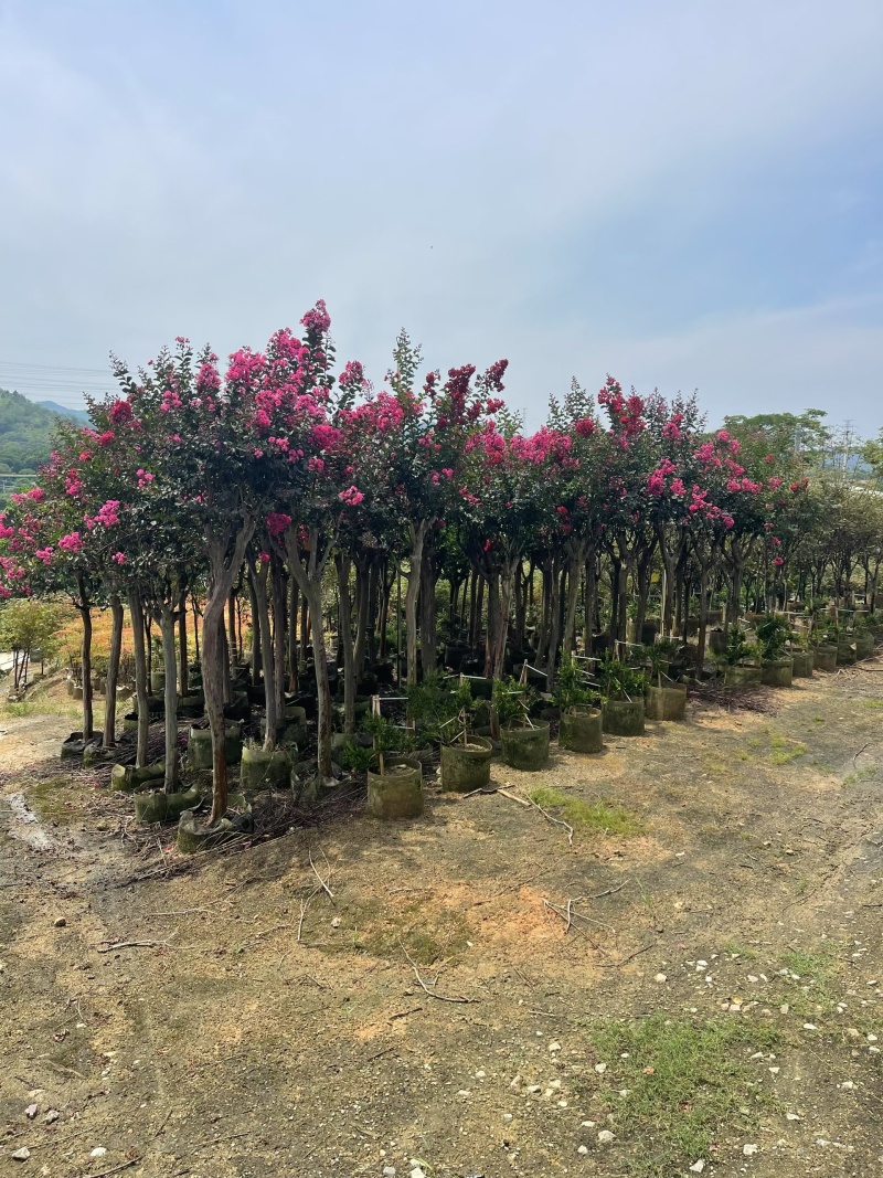 小叶紫薇3-8公分出售基地直销规格齐全