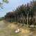 小叶紫薇3-8公分出售基地直销规格齐全