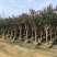 小叶紫薇3-8公分出售基地直销规格齐全