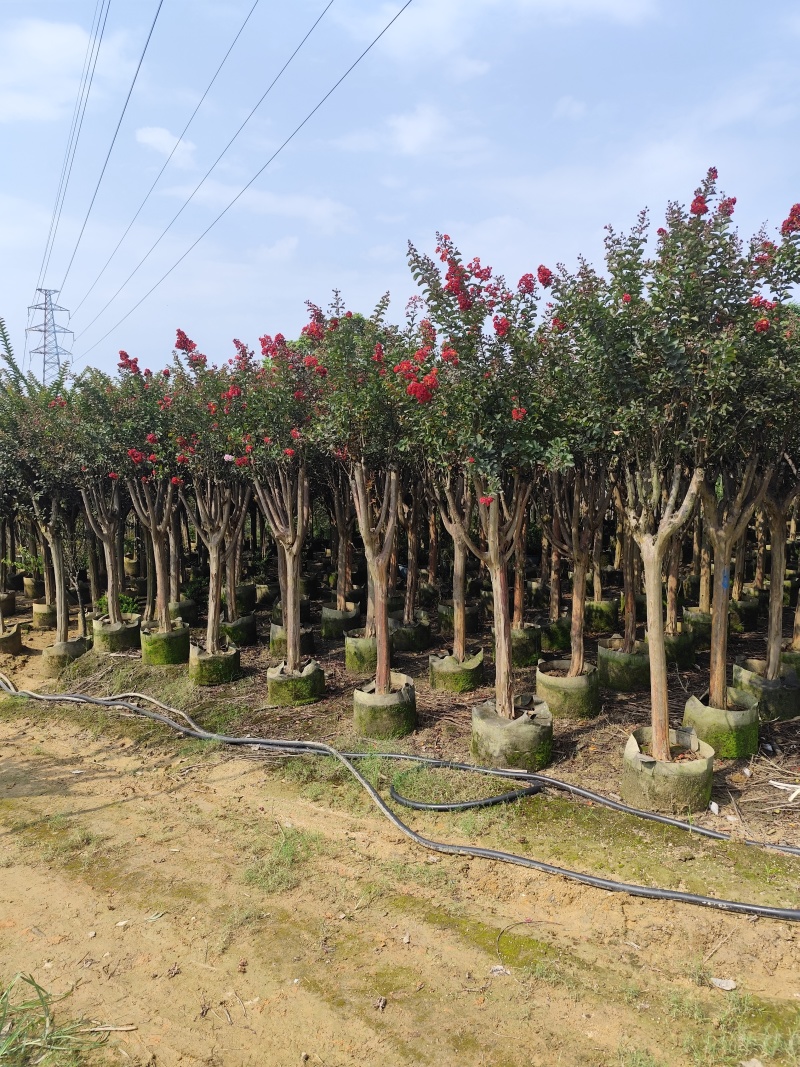 小叶紫薇3-8公分出售基地直销规格齐全