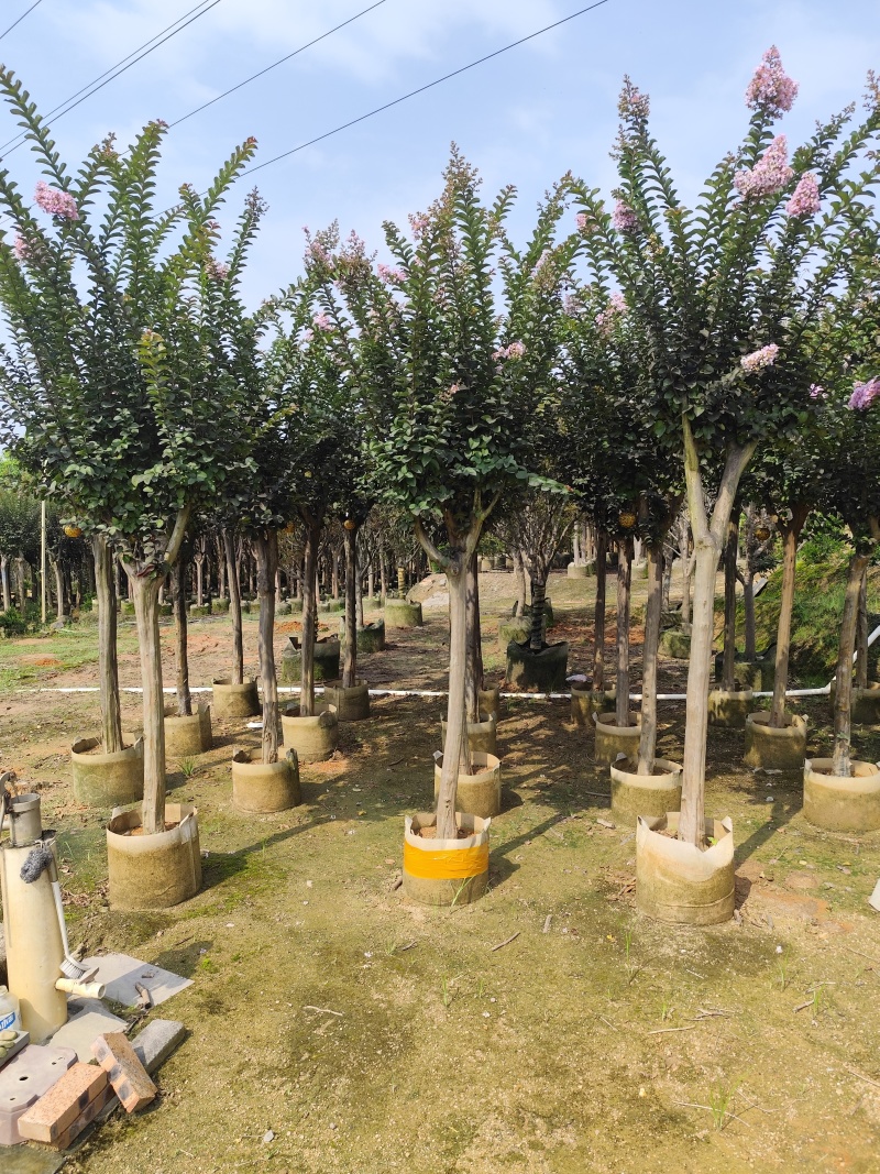 小叶紫薇3-8公分出售基地直销规格齐全