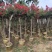 小叶紫薇3-8公分出售基地直销规格齐全